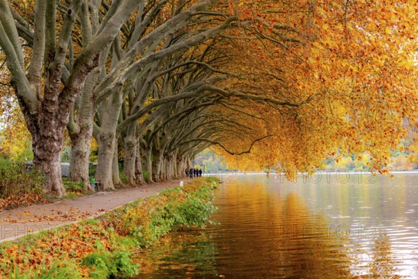 Platanen Allee, Weg am Lake Baldeney, near Haus Scheppen, in Essen, autumn, North Rhine-Westphalia,