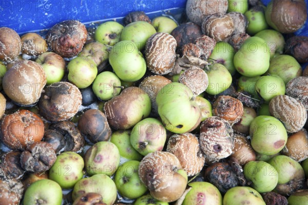Looking down from above at a pile of rotting apples