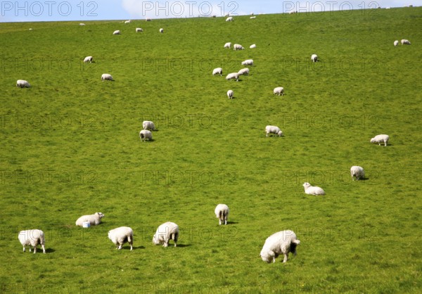 Flock of sheep grazing on calcareous grassland of chalk downland on Milk Hill, the Marlborough