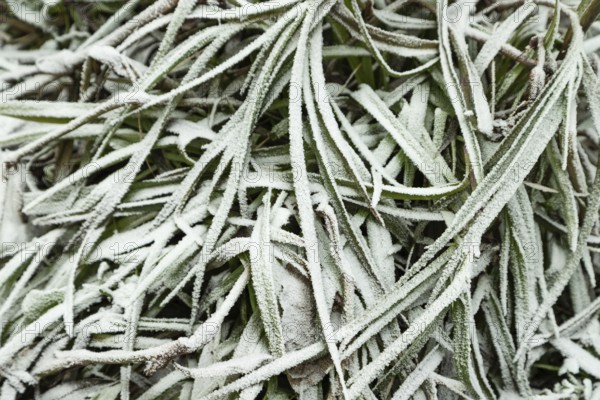 Leaves and grass covered with hoarfrost. Abstract floral background, garden and winter concept.