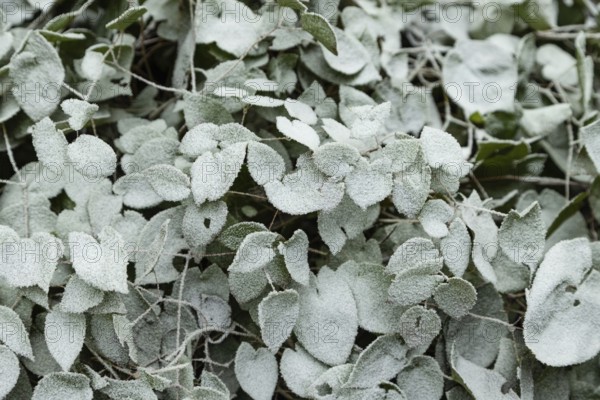 Barrenwort leaves covered with hoarfrost. Abstract floral background, garden and winter concept.
