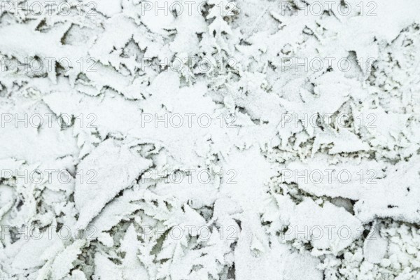 Leaves and grass covered with hoarfrost. Abstract floral background, garden and winter concept.