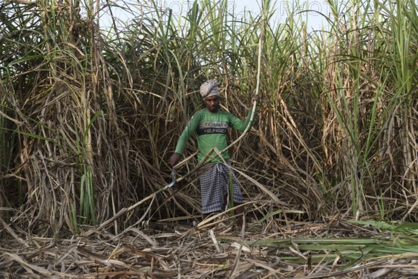 A worker cuts sugarcane for the production of Gur (jaggery) in a village on December 10, 2021 in
