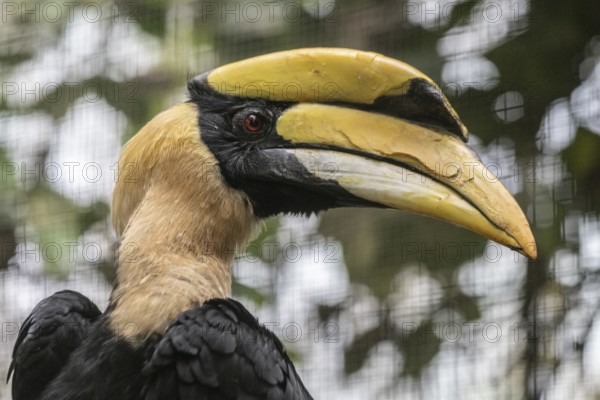 Great hornbill (Buceros bicornis), Walsrode Bird Park, Lower Saxony, Germany, Europe