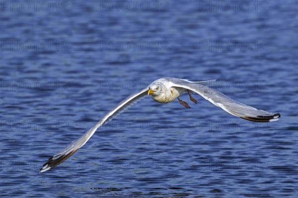 European herring gull (Larus argentatus) adult seagull in flight over sea water along the North Sea
