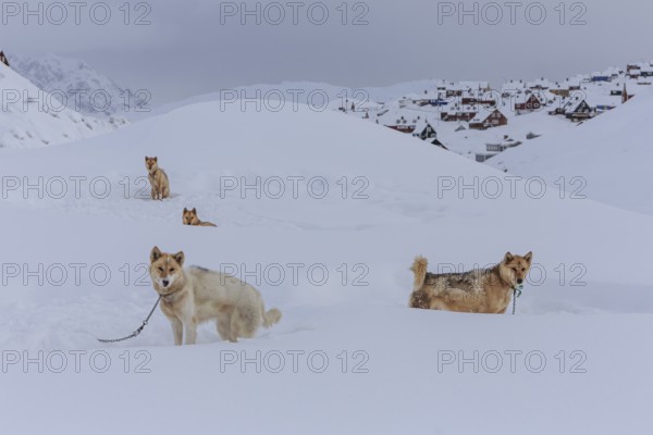 Greenland dogs in deep snow in front of Inuit settlement, Husky, Winter, Tasiilaq, East Greenland,