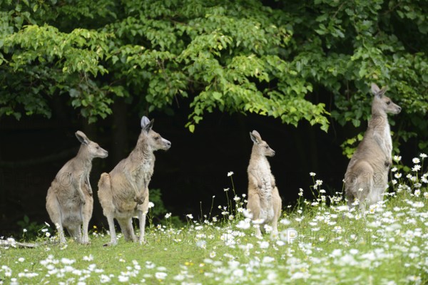Close-up of western grey kangaroo (Macropus fuliginosus) in a flowermeadow in spring