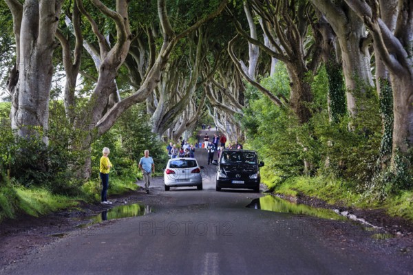 Tourist group, crowd, walker, car traffic, famous beech avenue, The Dark Hedges, tunnel avenue,