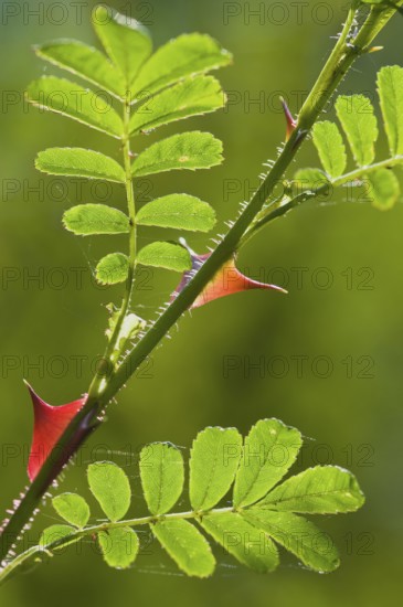 Barbed wire rose (Rosa omeiensis Pteracantha), Emsland, Lower Saxony, Germany, Europe