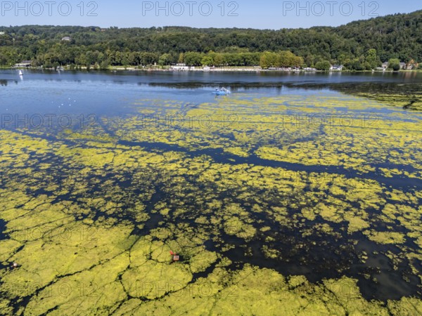 Waterweed, Elodea, an invasive species, green carpet of plants on Lake Baldeney in Essen, the