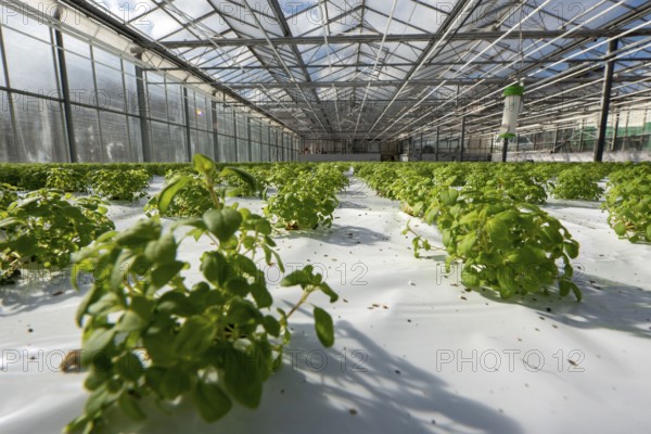Agriculture, herb nursery, basil seedlings, growing in a greenhouse