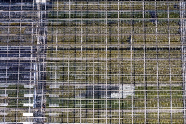 Horticultural business, greenhouse, glasshouse, various types of potted plants are grown here to be