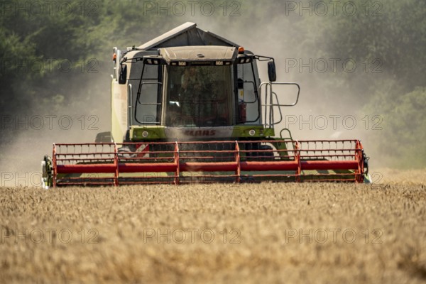 Agriculture, grain harvest, wheat, combine harvester harvesting in a wheat field, near