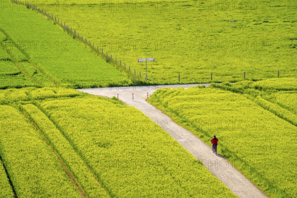 Cereal fields in spring, still green and fresh in growth, field path, cyclist, North