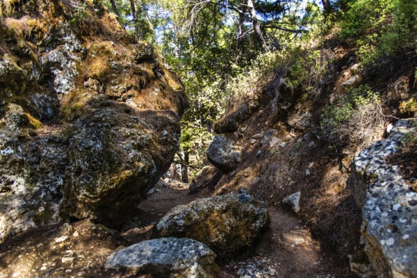 Trees in the forest, Epta Piges - The Seven Springs, Rhodes