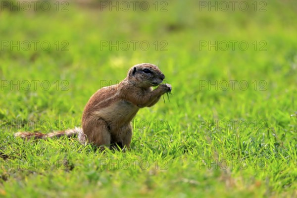 Cape ground squirrel (Xerus inauris), adult, alert, feeding, Mountain Zebra National Park, Eastern