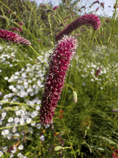 Great burnet (Sanguisorba officinalis)
