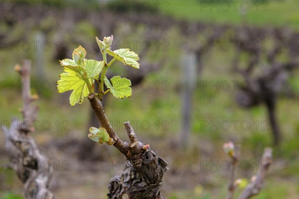 Vine leaf, wine, vineyard, vines, Kleine Zalze Wine Estate, Stellenbosch, Western Cape, South
