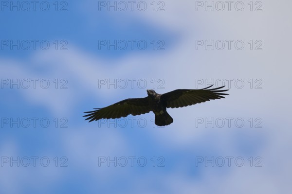 Carrion crow (Corvus corone) flying in front of the sky, Kitzbühel, Tirol, Austria, Europe