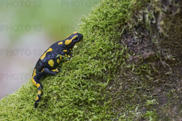Fire salamander (Salamandra salamandra), Lower Saxony, Germany, Europe