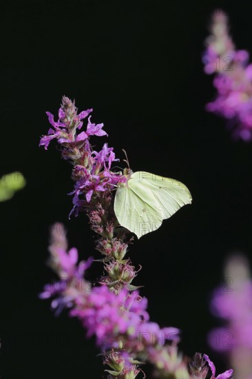 Brimstone (Gonepteryx rhamni) feeding on a flower of purple loosestrife (Lythrum salicaria), black