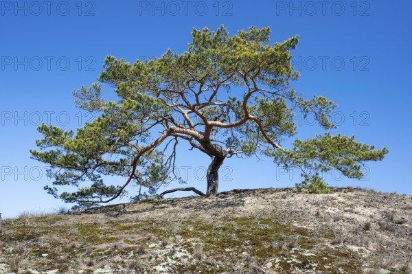Pine (Pinus sylvestris) growing on a sandy dry grassland on a dune, UNESCO Biosphere Reserve