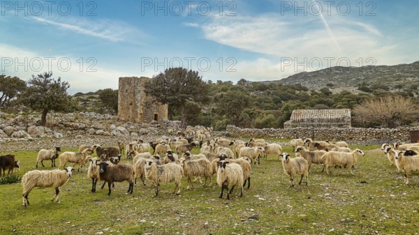Flock of sheep grazing in a meadow, with ruin and blue sky in the background, sheep (e) or goat