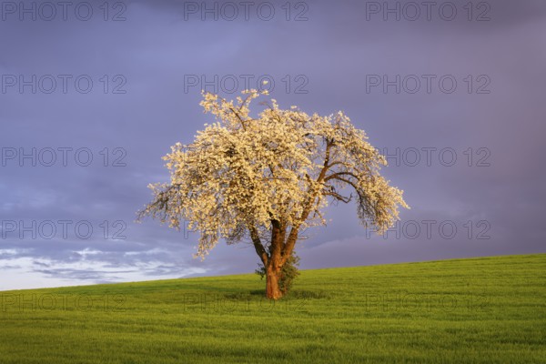 A white blossoming fruit tree in a meadow in spring. Sunshine, clouds, golden hour. Rhine-Neckar