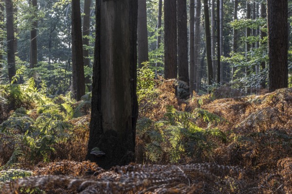 Bracken fern (Pteridium aquilinum) in spruce forest, Emsland, Lower Saxony, Germany, Europe