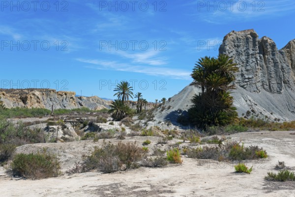 An arid desert landscape with mountains and scattered palm trees under a blue sky, Oasis de