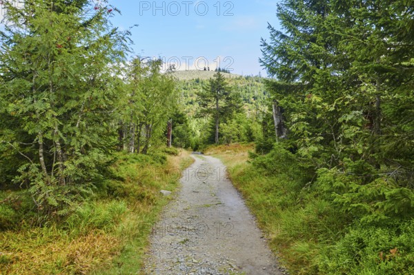 Hiking trail to Mount Lusen in late summer, Bavarian Forest, Bavaria, Germany, Europe