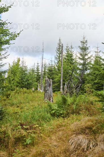 Vegetation with Norway spruce (Picea abies) and colored European blueberry (Vaccinium myrtillus) on