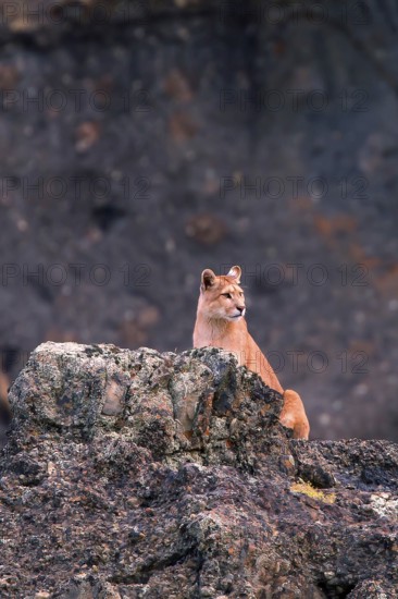 Cougar (Felis concolor patagonica) wbl. Torres del Paine NP, Chile, Torres del Paine NP, South