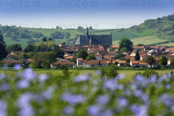 Flax (Linum usitatissimum) field in flower. Vic le Comte village. Puy de Dome departement.
