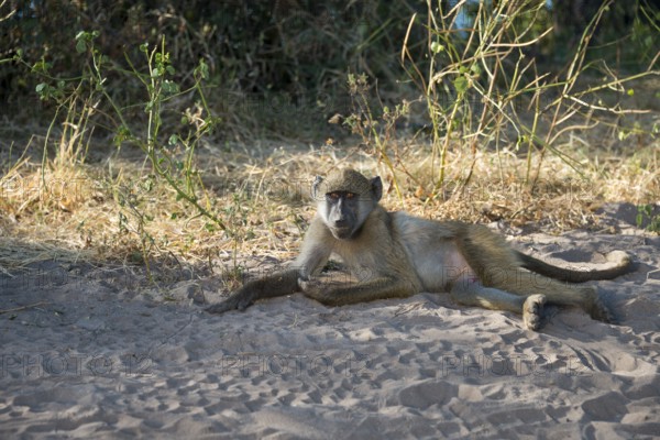 A single baboon lies in the sand and rests in a shady area, chacma baboon (Papio ursinus), Kasane,
