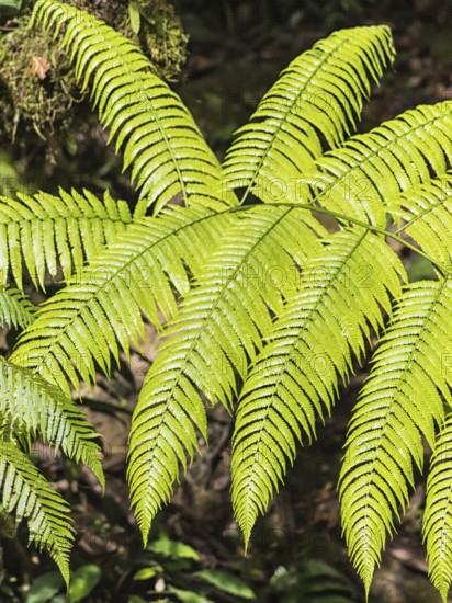 Bright green fern leaves in a botanical garden.Malaysia
