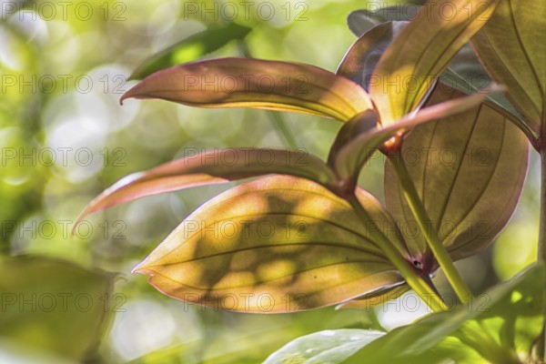 Pink and orange leaves in the sunlight in the jungle