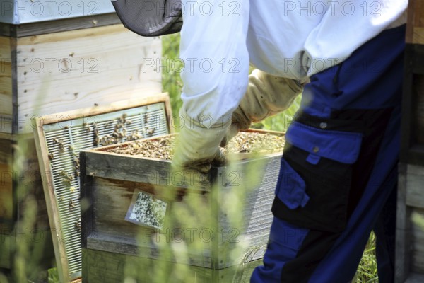 Beekeeper works on his hive