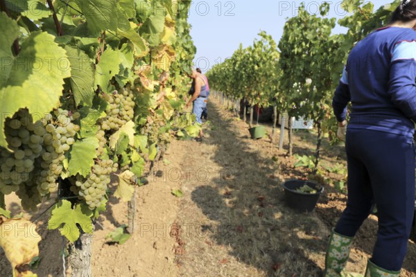 Grape grape harvest: Manual harvest of Chardonnay grapes in a vineyard in the Palatinate
