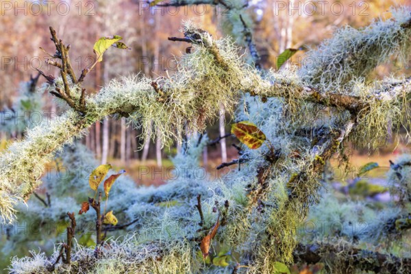 Usnea a green fruticose lichens growing on tree branches at autumn
