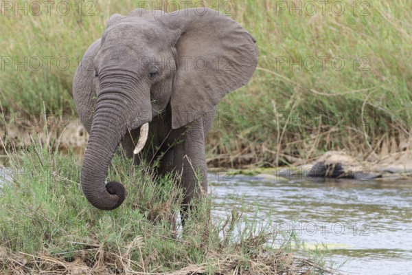 African bush elephant (Loxodonta africana), young adult male feeding on reeds in the bed of the
