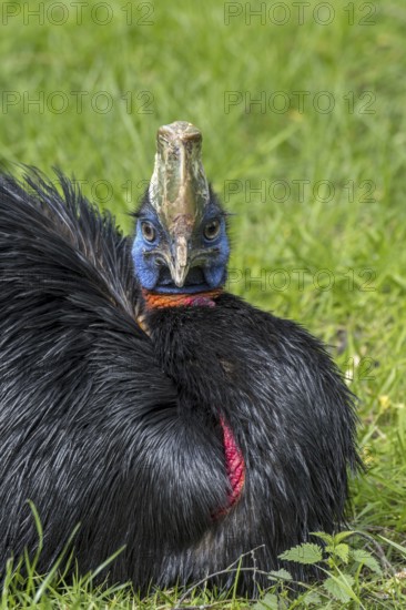 Northern cassowary (Casuarius unappendiculatus), one-wattled cassowary, single-wattled cassowary