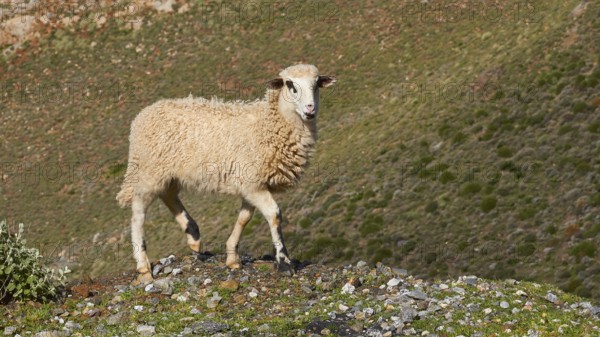 A young sheep standing on a hill in a natural environment with clear sky, sheep (e) or goat (n),