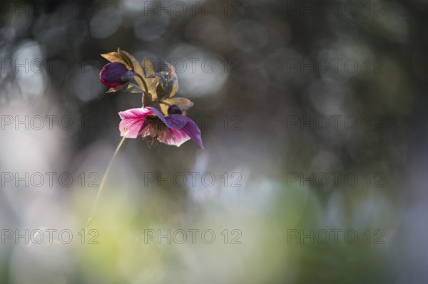 Lenzrose (Helleborus orientalis, hybrid), Emsland, Lower Saxony, Germany, Europe