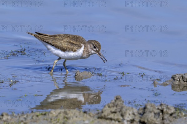 Common sandpiper (Actitis hypoleucos, Tringa hypoleucos) foraging for invertebrates in shallow