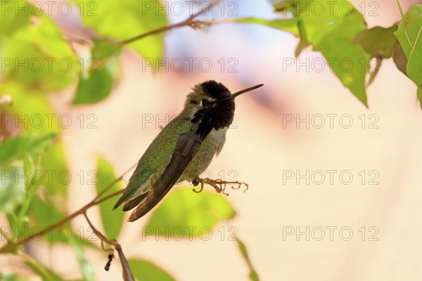 Costacolibri, (Calypte costae), adult, male, in perch, Sonora Desert, Arizona, North America, USA,