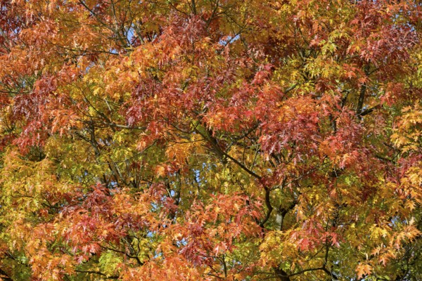 Deciduous tree, northern red oak (Quercus rubra), tree crown with autumn leaves, North
