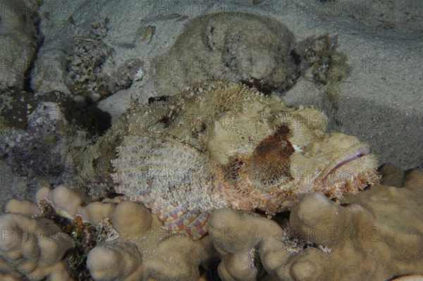 Tassled scorpionfish (Scorpaenopsis oxycephala), House Reef dive site, Mangrove Bay, El Quesir, Red