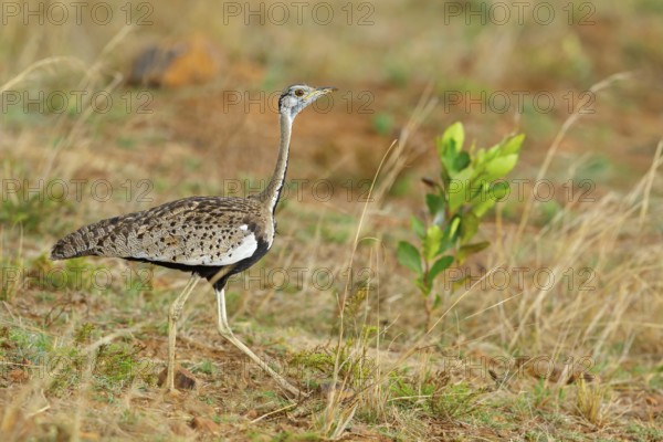 Black-bellied bustard, (Eupodotis melanogaster), Ithala Game Reserve, Louwsburg, KwaZulu-Natal,