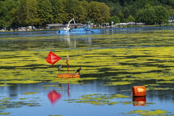 Mowing boat Nimmersatt, of the Ruhrverband, tries to keep the green plant carpet on the Lake